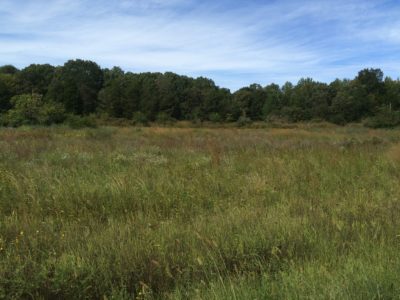 Isang larawan ng isang maliit na damuhan na may mga puno sa background; ang mga lugar na ito na nagbibigay ng pugad na takip at ang iba't ibang uri ng halaman ay nagbibigay-daan ito upang maging mahalagang tirahan sa maraming uri.