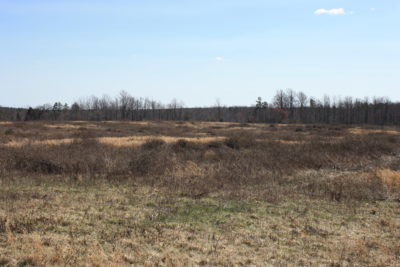 Isang lugar na walang takip para sa mga pugo na mapagtataguan