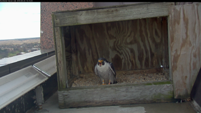 Lalaking peregrine falcon sa Riverfront Plaza nest box noong Biyernes