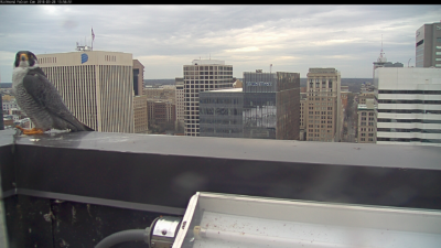 Lalaking peregrine falcon sa ledge parapet ng Riverfront Plaza building 