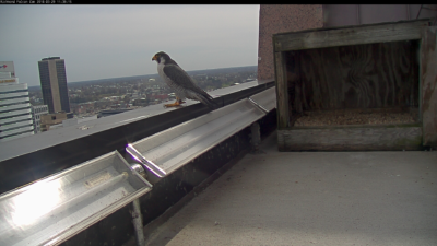 Lalaking peregrine falcon sa ledge parapet ng Riverfront Plaza building