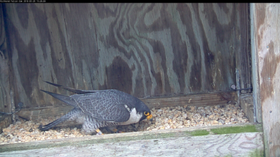 Lalaking peregrine falcon na pinapanatili ang scrape sa loob ng Riverfront Plaza nest box