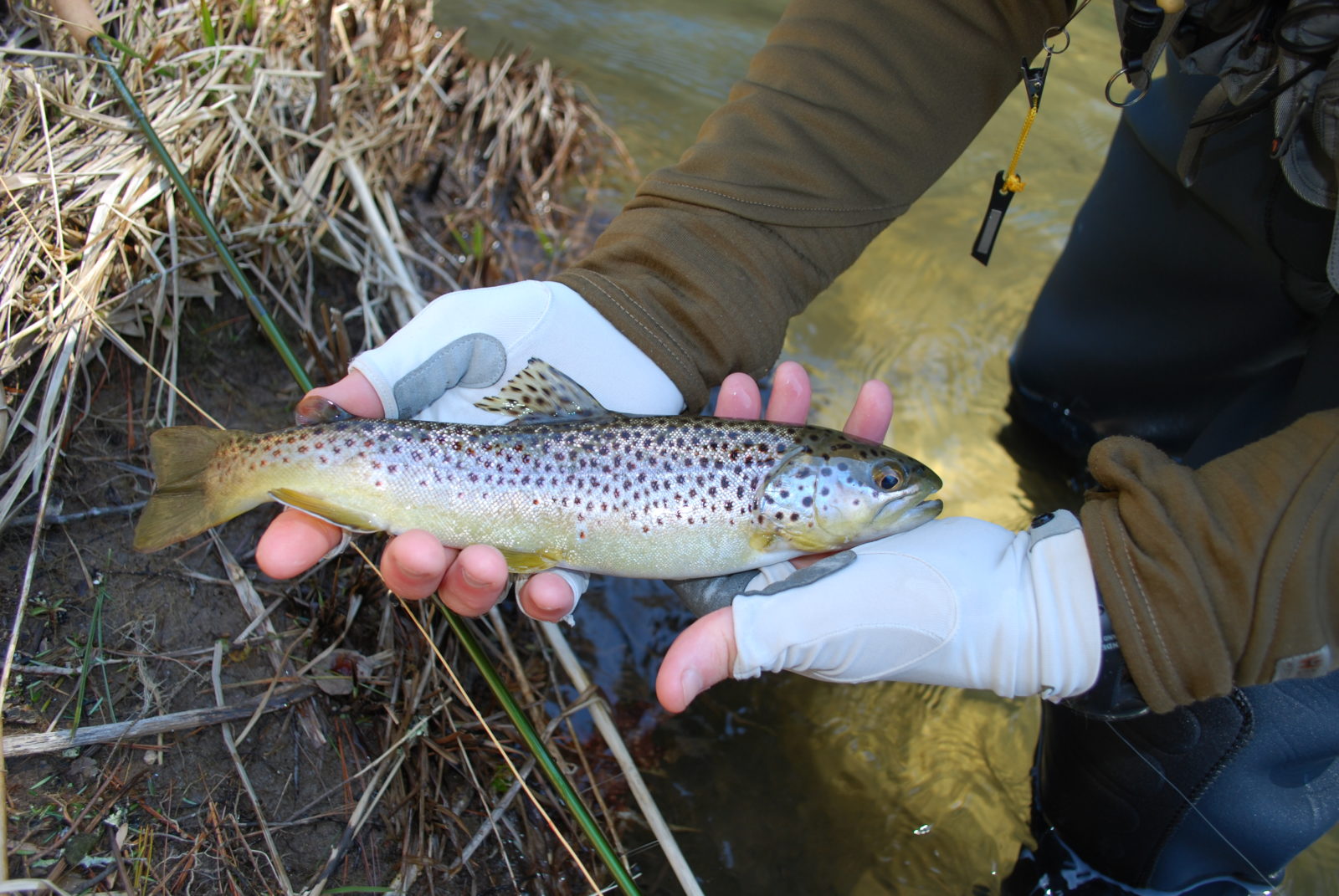Isang imahe ng isang angler na may hawak na brown trout