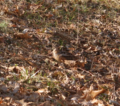 Isang imahe ng woodcock na nakatago sa gitna ng fall leaf litter