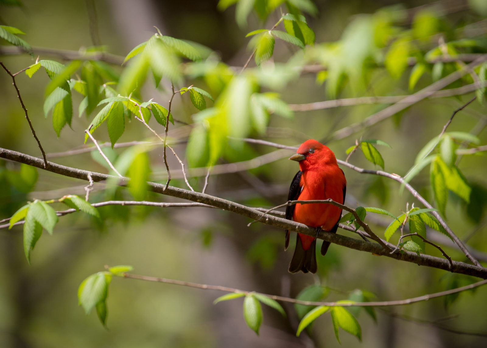 Isang imahe ng isang iskarlata na tanager na kinunan sa Thompson WMA