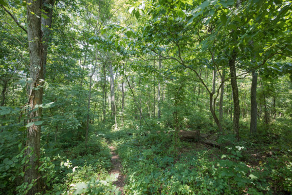Ang Weston WMA ay puno ng makapal na nangungulag na kagubatan