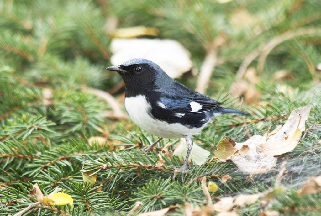 Black-throated Blue Warbler sa isang sanga ng pine tree