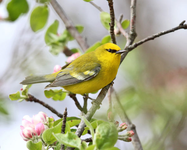 Isang imahe ng blue-winged warbler, isang maliit na dilaw na songbird na may mas maitim na likod at leeg at kulay abong mga pakpak at buntot