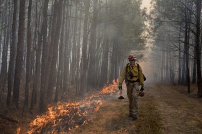 Isang larawang naglalarawan ng isang biologist ng DGIF na naglalakad sa tabi ng apoy ng isang kontroladong paso sa loob ng pine savannah sa Big Woods Wildlife Management Area.