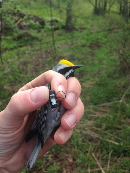 Isang imahe ng isang golden winged warbler na may geolocator bilang bahagi ng isang pag-aaral na pinondohan ng DWR