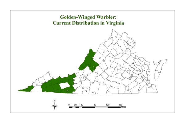 Ang golden winged warbler ay matatagpuan lamang sa ilang mga county sa montane regions ng Virginia