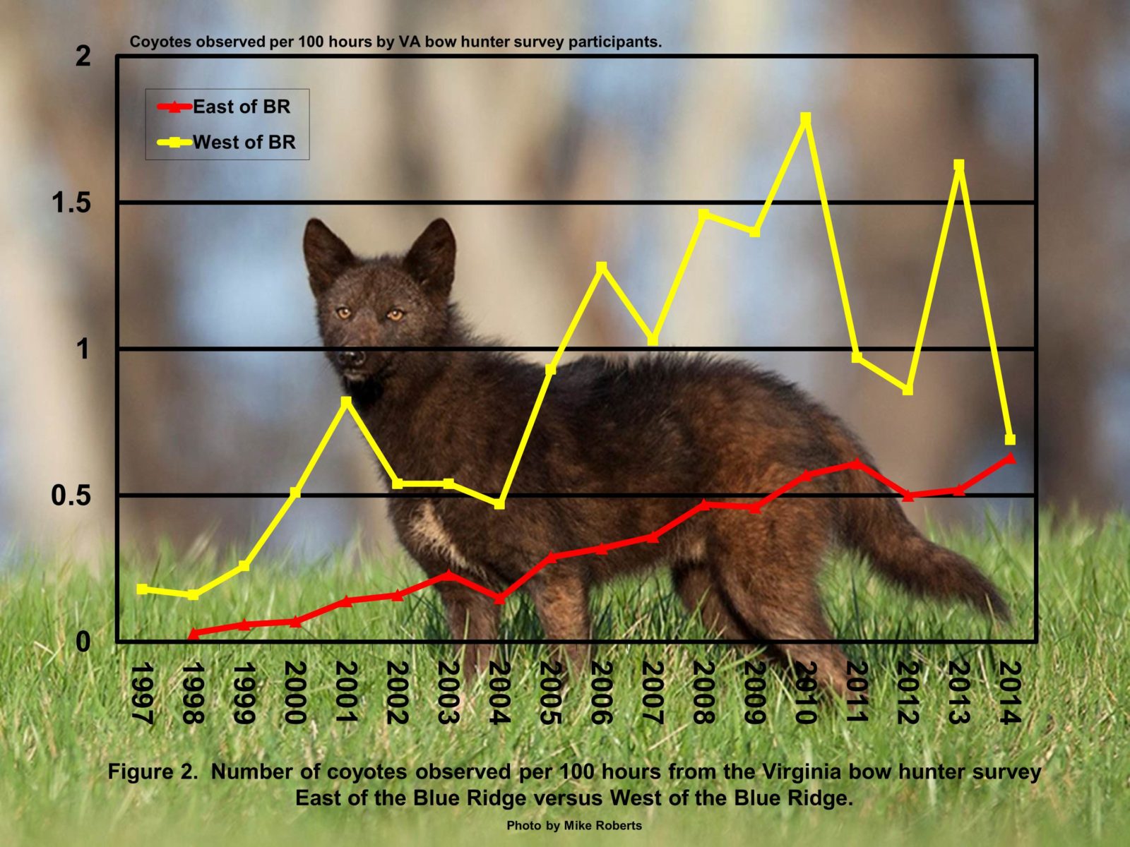 Isang graph ng mga coyote na naobserbahan sa bawat 100 na oras ng pangangaso, ito ay patuloy na tumataas sa paglipas ng panahon sa East of Blue ridge ngunit mas paminsan-minsan sa kanluran ng blue ridge