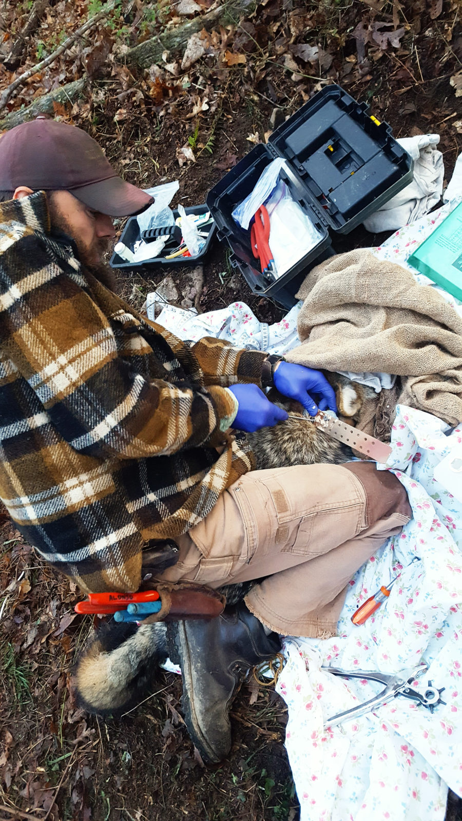 Si Robert Alonso ay nakakabit ng GPS collar sa isa sa 17 coyote na na-trap.