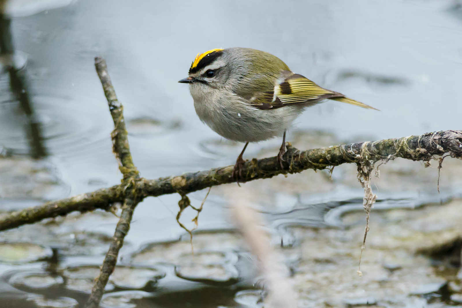 Isang imahe ng isang Golden crowned Kinglet