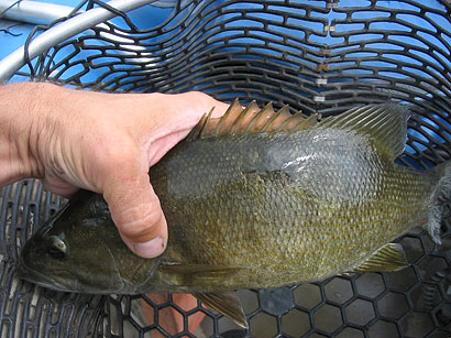 Isang imahe ng isang isda na may gumaling na sugat