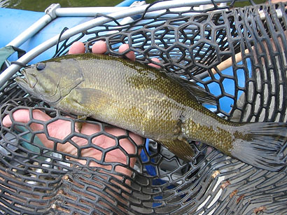 Isang imahe ng smallmouth bass na may gumaling na sugat