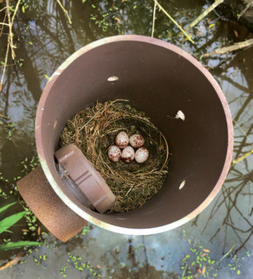 Isang larawan ng nest box na inalis ang takip upang ipakita 5 warbler egg sa isang maliit na pugad