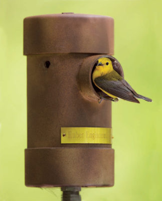 Isang imahe ng isang prothonotary warbler gamit ang isang metal PVC nesting box