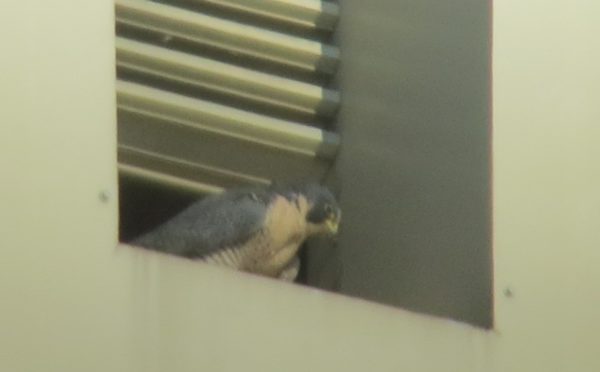 Ang bagong babaeng peregrine falcon ay dumapo sa isang louver sa gusali ng Dominion.