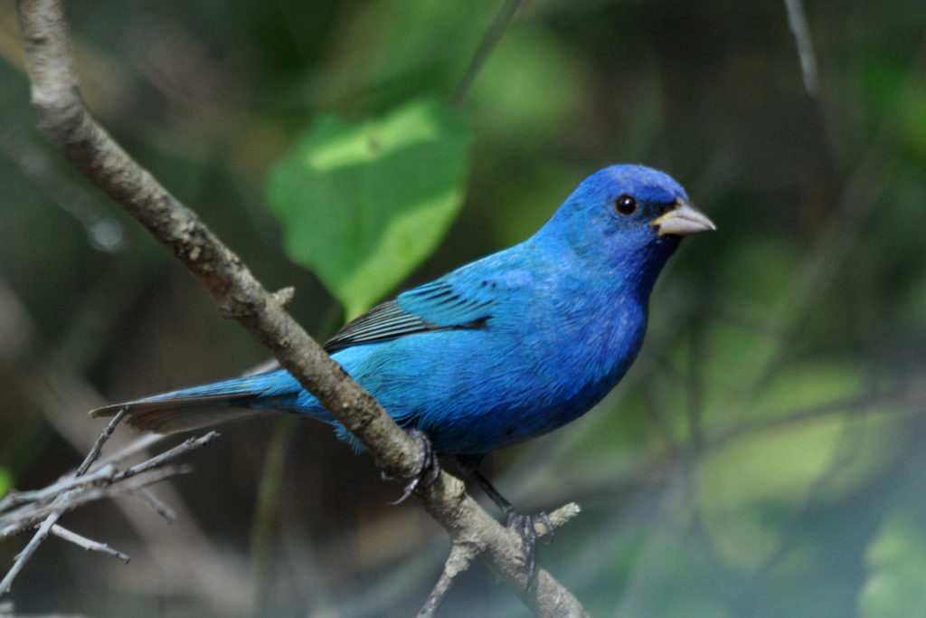isang imahe ng isang indigo bunting; isang asul na ibon na may itim na pakpak