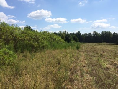 Ang mga shrub hedgerow at mga hangganan ng bukid ay maaaring pagandahin sa pamamagitan ng pagpayag sa mala-damo na mga halaman na lumaki nang 30' o kaya katabi ng mga ito.