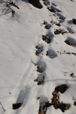 Isang imahe ng mga deer track sa snow