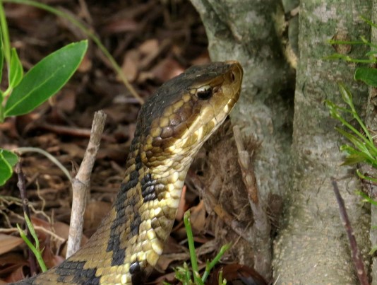 Isang imahe ng Northern Cottonmouth na may hugis brilyante na ulo na tipikal ng makamandag na ahas