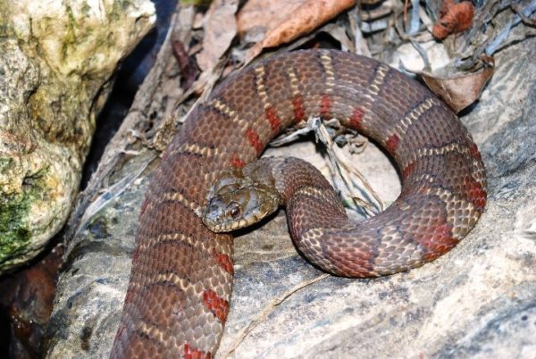 Isang imahe ng nonvenomous northern Watersnake na mas pula ang kulay kaysa sa Venomous northern Cottonmouth
