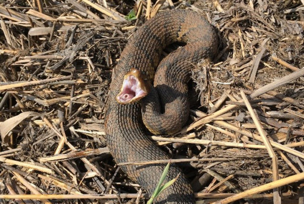 Isang imahe ng makamandag na Northern Cottonmouth, wala itong pulang marka ng Northern Watersnake