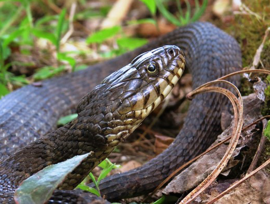 isang imahe ng ulo ng hilagang Watersnake, ito ay mas patag at hindi gaanong bulok kaysa Northern Cottonmouth