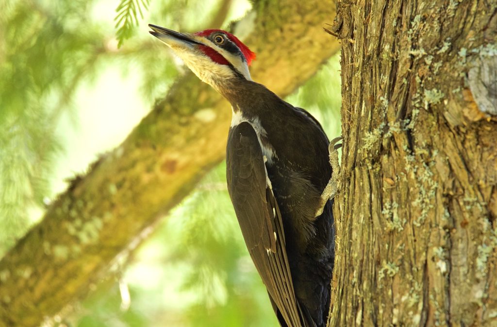 Isang imahe ng isang pileated woodpecker; isang itim na ibon na may puting ulo na may pulang mohawk sa ibabaw nito