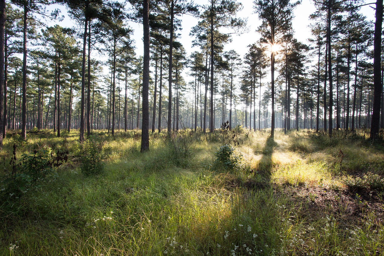 Isang imahe ng isang pine forest na may luntiang madamong lupa bilang isang halimbawa ng tirahan ng pine savanna; ang larawang ito ay kuha sa Piney Grove Preserve.