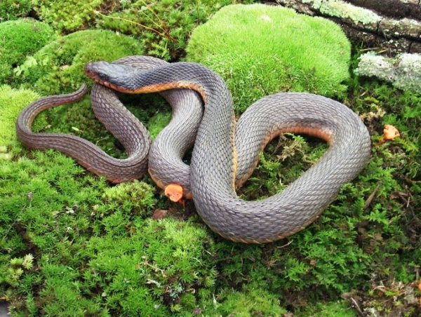 Isang imahe ng hindi makamandag na Plain-Bellied Watersnake na solidong kulay abo na may pulang tiyan