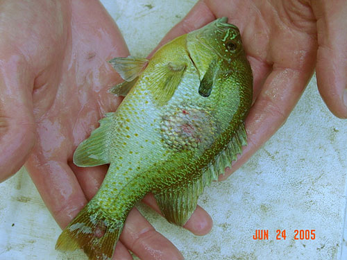 Isang imahe ng Redbreast sunfish na may pabilog na sugat sa mga unang yugto ng paglaki nito