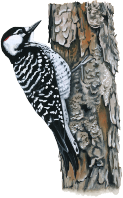 Isang masining na imahe ng isang pulang-cockaded woodpecker na nakatayo sa isang pine tree; ang ibong ito ay may itim na likod na may puting marka at puting tiyan na may itim na marka; mayroon itong puting patch sa paligid ng tainga, mata at tuka at isang maliit na pulang patch sa ibabaw ng tainga na ang natitirang bahagi ng ulo nito ay itim. 