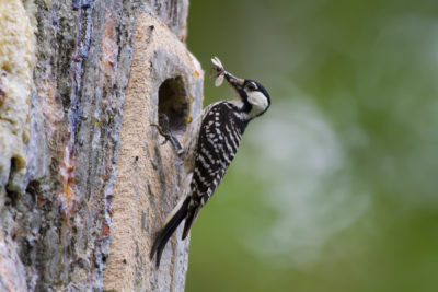 Isang imahe ng Red-cockaded Woodpecker