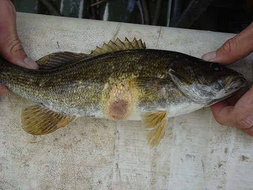 Isang imahe ng smallmouth bass na may sugat na naging inaamag