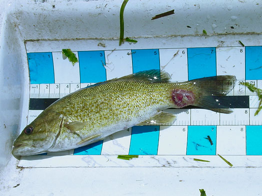 Isang imahe ng smallmouth mass na may nahawaang sugat