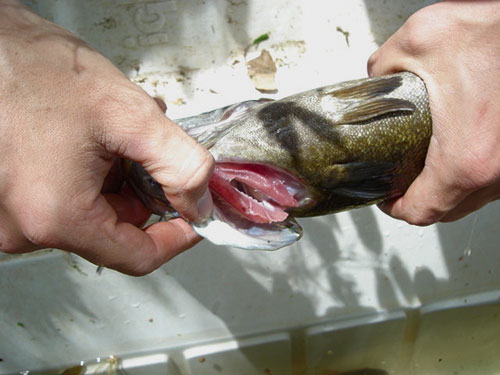 Isang larawan ng kupas na hasang ng smallmouth bass na may mga puting batik