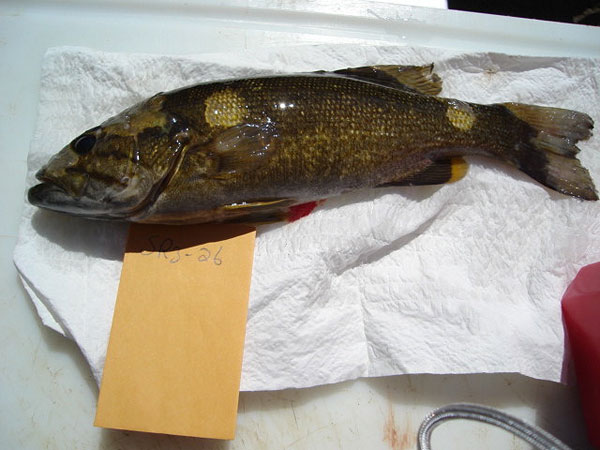 Isang larawan ng smallmouth bass na may tissue decolorization
