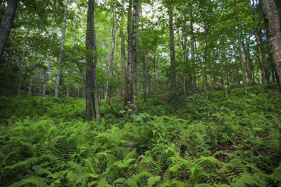 Ang Stewarts creek WMA ay isang mixed deciduous forest na may makapal na fern understory