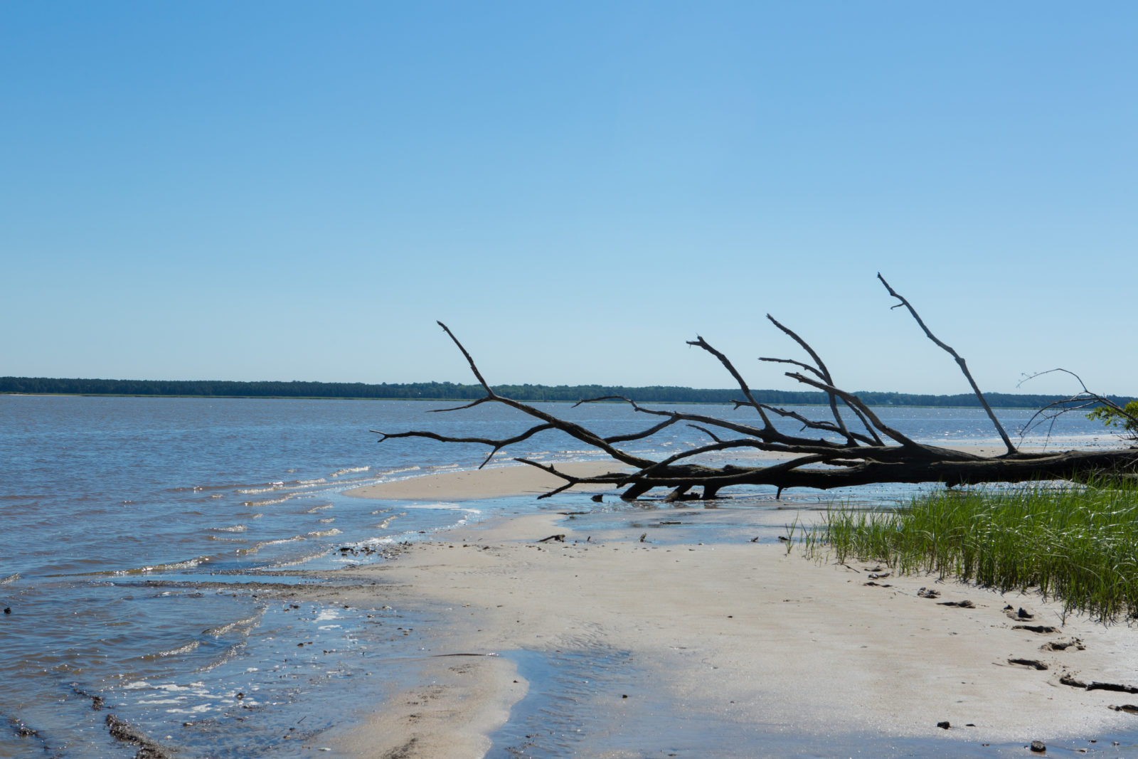 Ang Ware creek WMA ay may magagandang beach na dapat galugarin