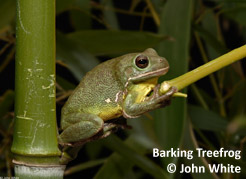 tumatahol-treefrog