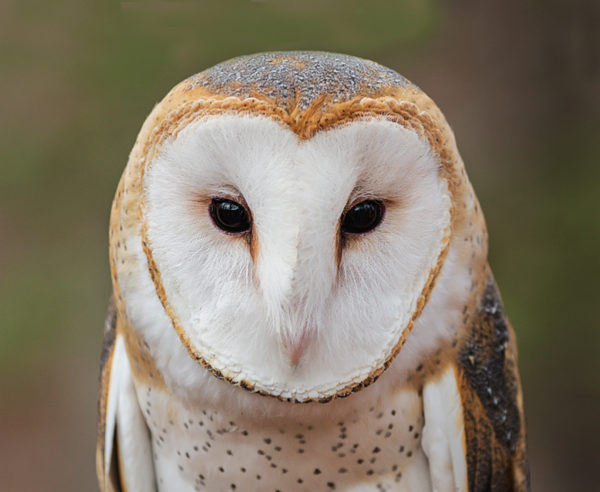 Isang imahe ng karaniwang Barn Owl na may natatanging hugis pusong puting mukha