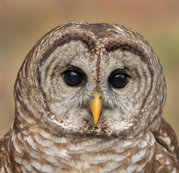 Isang imahe ng barred owl na may kakaibang kulay abo at kayumangging barred na balahibo na nakapalibot sa mga mata nito