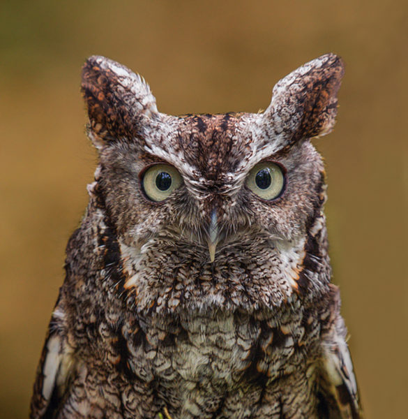 Isang imahe ng ulo ng isang Eastern Screech Owl na may mala-tenga na mga balahibo sa ibabaw ng ulo nito at isang mukha na tumutugma sa iba pang kulay nito.