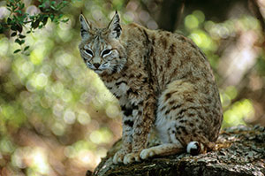 bobcat