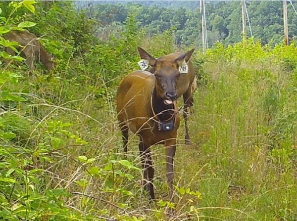 Isang imahe ng dalawang cow elk, ang isa sa foreground ay may mga tag ng pagkakakilanlan ng tainga at isang tracking collar; nasa kakahuyan sila.
