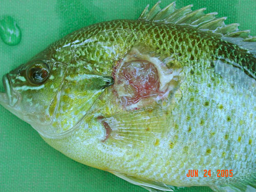 Isang larawan ng pulang sunfish na may impeksyon sa bacterial