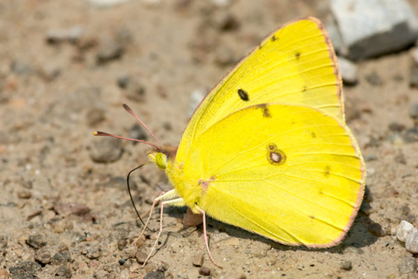 Maulap na sulfur butterfly na kumukuha ng mga mineral mula sa dumi